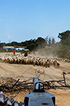 FOTO DELLA XXª COMPAGNIA PUMA.
