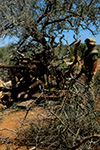 FOTO DELLA 5ª CP. PIPISTRELLI.