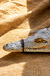 FOTO DELLA 5ª CP. PIPISTRELLI.