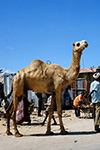 UN DROMEDARIO MARCHIATO SUL FIANCO CAMMINA LUNGO UNA STRADA POLVEROSA IN SOMALIA NEL 1993.