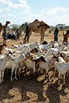 PASTORI SOMALI GESTISCONO UN GREGGE DI CAPRE E CAMMELLI DA CARICO IN UN'AREA RURALE SEMIARIDA.